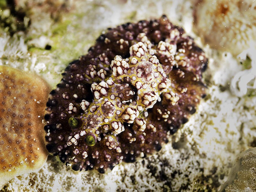 Phyllidiopsis cardinalis